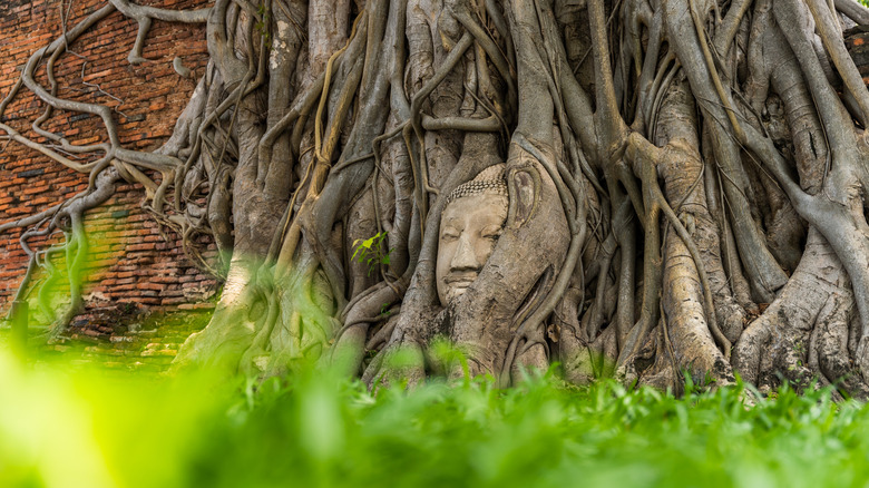 Buddha head overgrown with tree roots in the historic city of Ayutthaya, Thailand