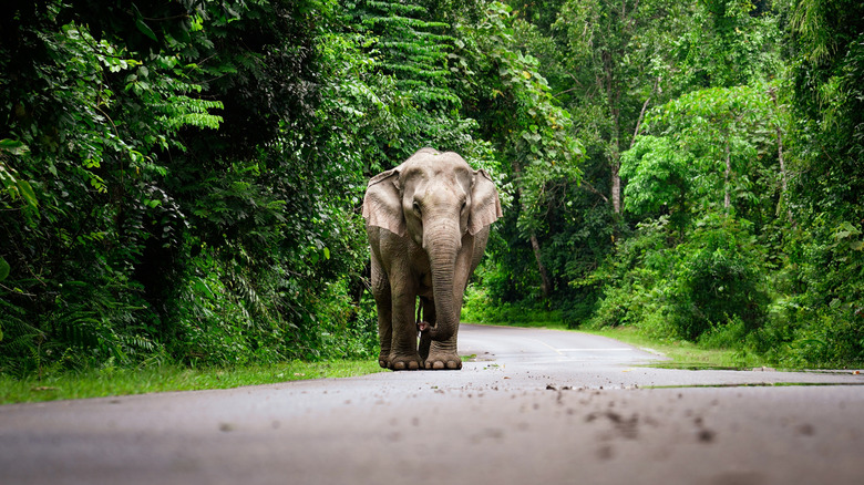 Elephant walking down the forest road in Khao Yai National Park, Thailand