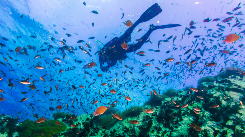 Scuba diver swimming above coral in the clear blue sea near Ko Tao, Thailand