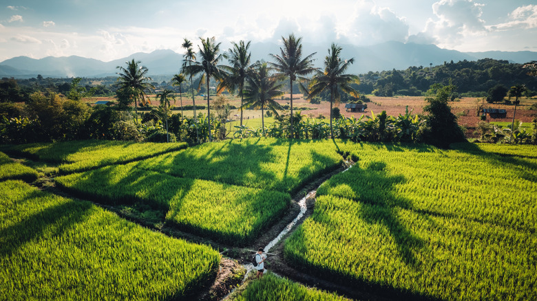 Aerial view of rice fields with a man in a backpack near Pai, Thailand
