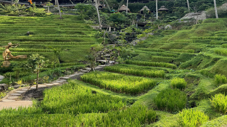 View of vibrant green tiered rice terraces and Balinese huts at Alas Harum, Bali, Indonesia