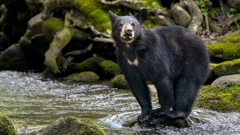 American black bear (Ursus americanus) cub. Great Smoky Mountains National Park, Tennessee