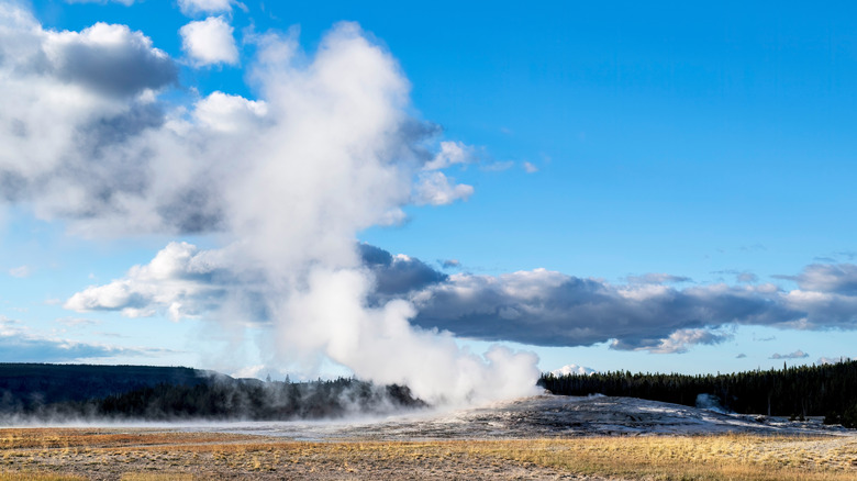 Old Faithful Geyser Erupting in Yellowstone National Park with blue skies and white clouds in the background