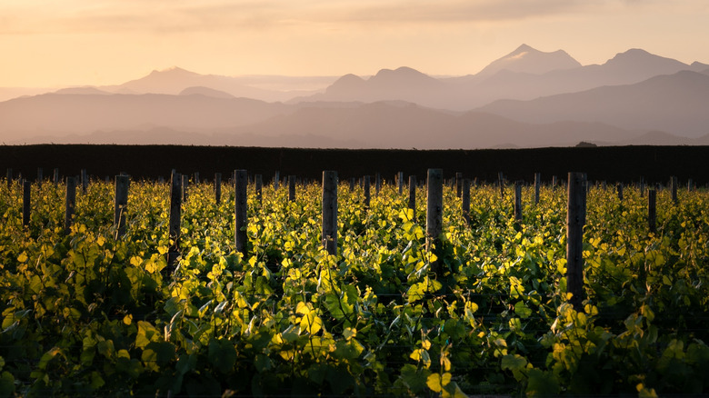 A sunset in the Marlborough wine region of New Zealand