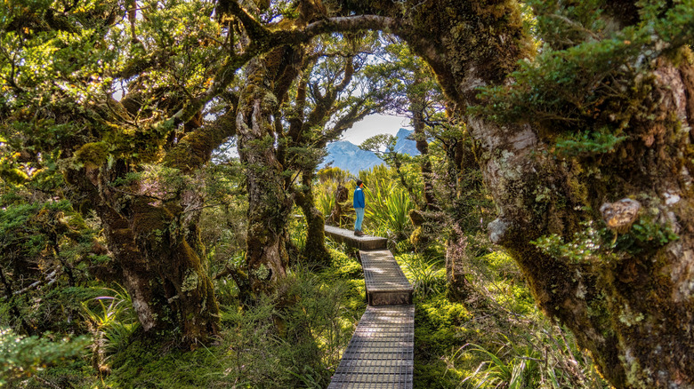 The Routeburn track outside of Queenstown, New Zealand