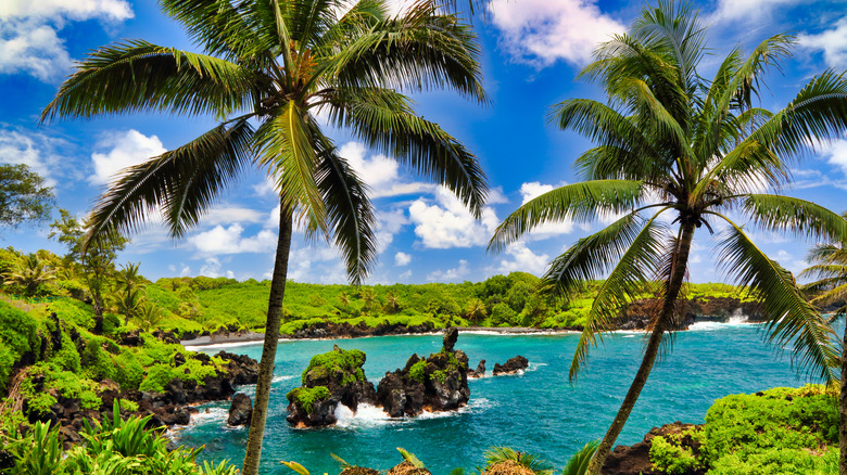 Gorgeous black sand beach framed by palm trees