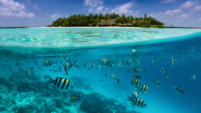 Fish swim beside a tropical island with turquoise water