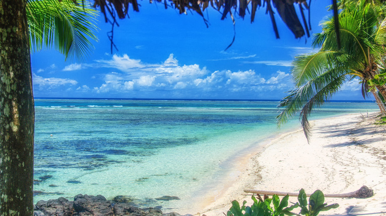 White sand beach framed by palm trees in Taveuni
