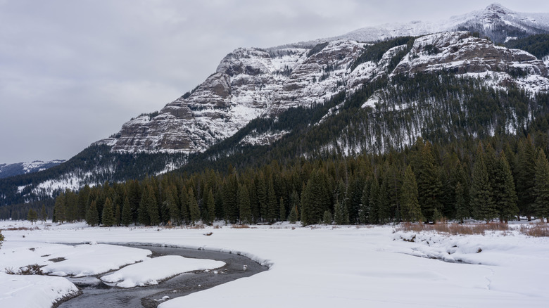 A winter scene in Yellowstone National Park