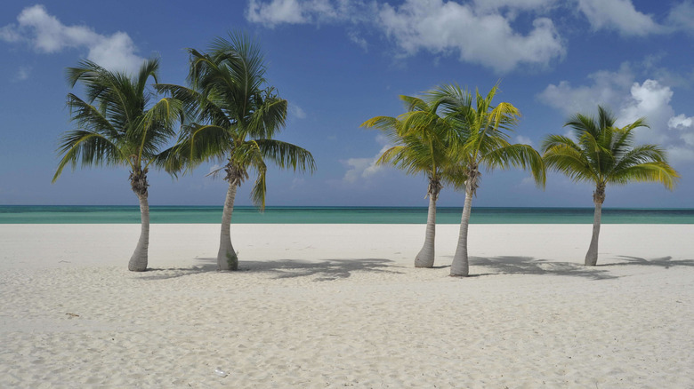 Empty beach with white sand and palm trees at Isla Pasion.