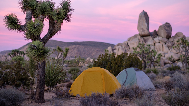 Two tents in Joshua Tree National Park at dusk with pink skies in the background