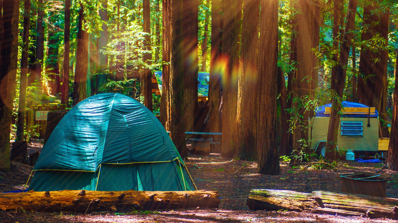 Tent camping in Redwood National and State Parks in Northern California