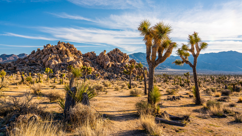The scenery of Joshua Tree National Park