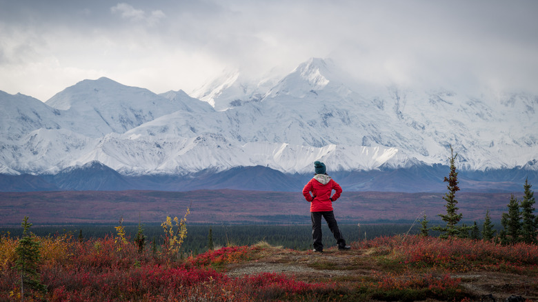 A hiker looking at the mountains in Denali National Park