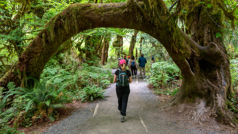 Hikers walk along the Hall of Mosses trail in Olympic National Park