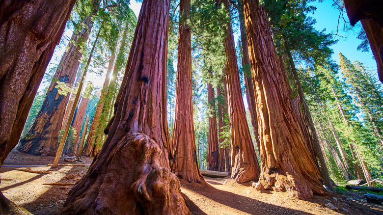 Giant sequoia trees in Sequoia National Park