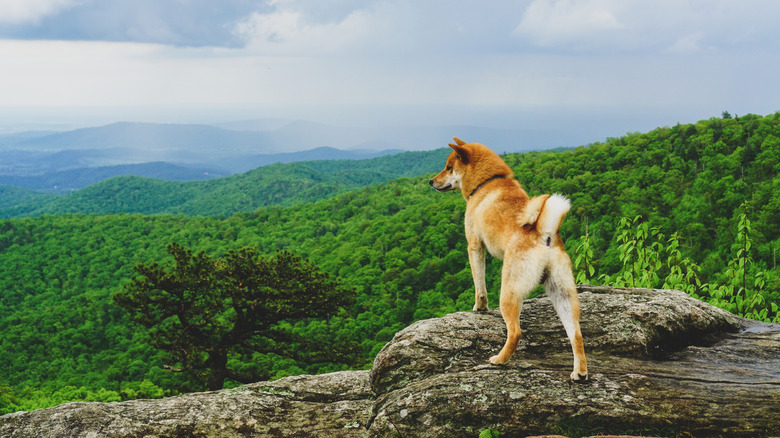 A shiba inu dog looks over a green Shenandoah park vista