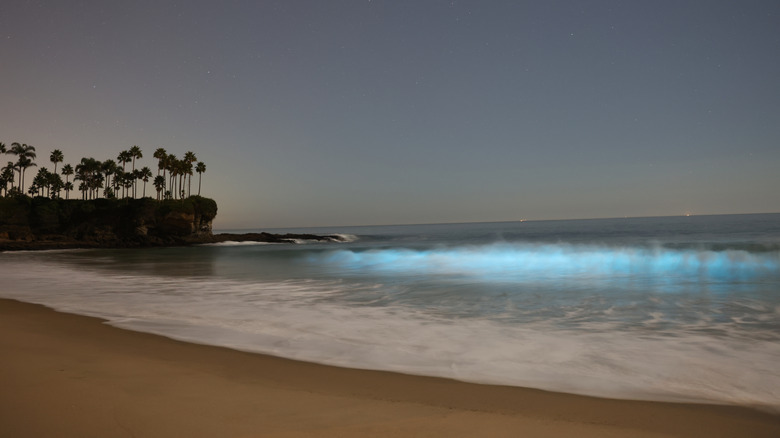 Bioluminescent waves break on a sandy beach near a cliff with palm trees in Laguna Beach, California