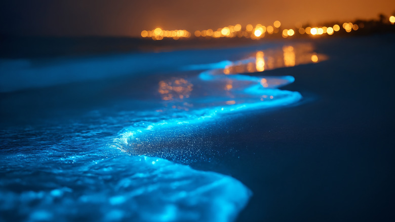 Bioluminescent waves lap on a beach with city lights in the background