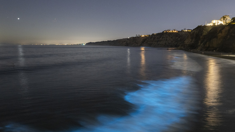 Bioluminescent waves, with a cliff in the background, on the La Jolla coastline