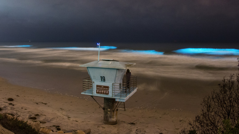 A pale-blue lifeguard shack stands on California's Torrey Pines State Beach where bioluminescent waves crash under a cloudy night sky