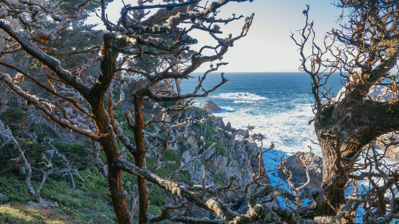 The rocky shoreline of Point Lobos as seen through the cypress trees growing above