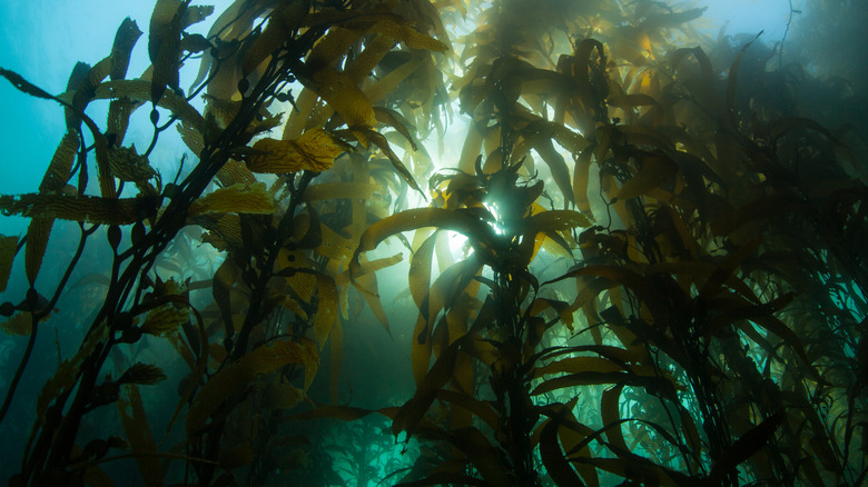 An underwater view of a kelp forest off the California coast