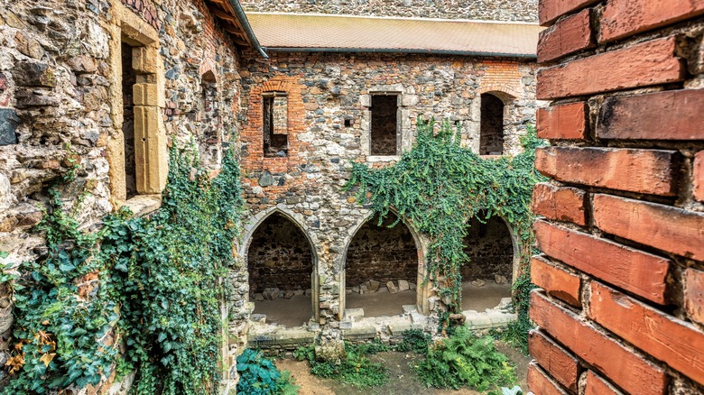 Courtyard in the ruins of the Rosa Coeli Monastery covered in ivy, Czechia