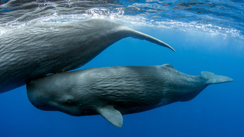 Young sperm whale swimming with its mother in Dominica waters in the Caribbean