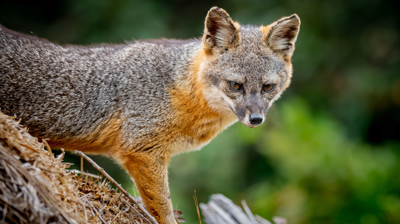 Close-up of and island fox in the Channel Islands National Park
