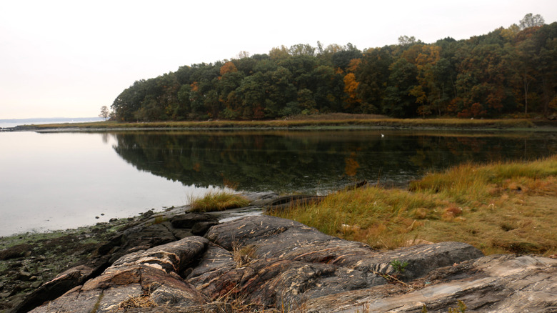 The rocky shoreline of Pelham Bay Park in New York City, with a forest of trees in the background