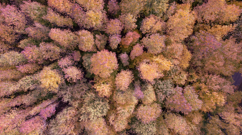 Overhead view of fall foliage in Pelham Bay Park