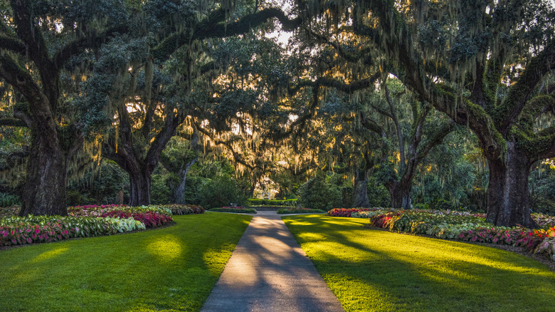 A path leading beneath oaks and Spanish moss at sunset