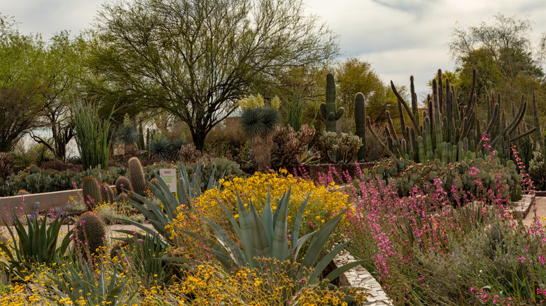 Scenic view of wildflowers and succulents at the Desert Botanical Garden in Phoenix