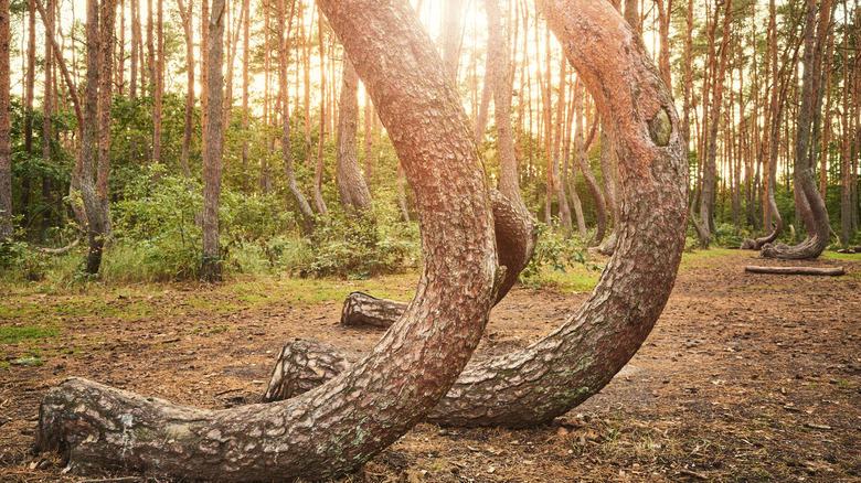 Crooked Forest in Poland, with a series of strange curved trees in a forest at sunset