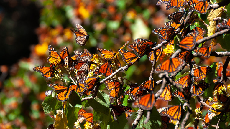 Branch covered in bright orange monarch butterflies in Mexico