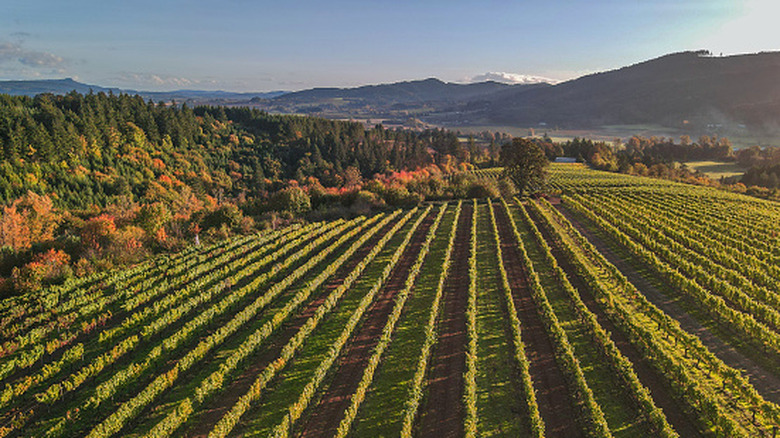 vineyard in Willamette Valley
