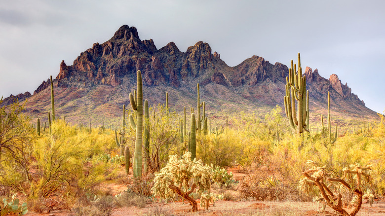 panoramic view of the Sonoran Desert