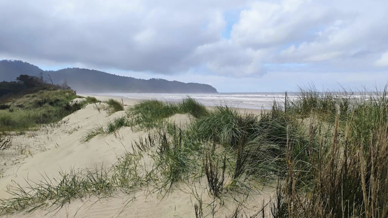 Grassy dunes on Netarts Spit in Cape Lookout State Park, Oregon