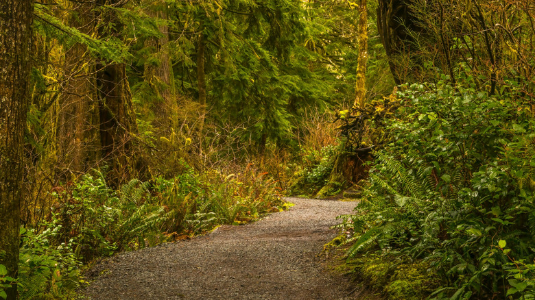 Short Sand Beach Trail in Oswald West State Park's  mature northwest forest