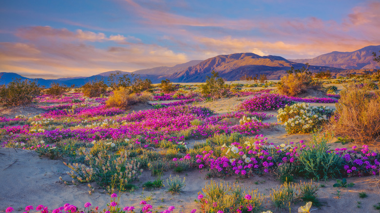 Stunning view of purple wildflowers amid the desert landscape at Anza-Borrego State Park in California at golden hour