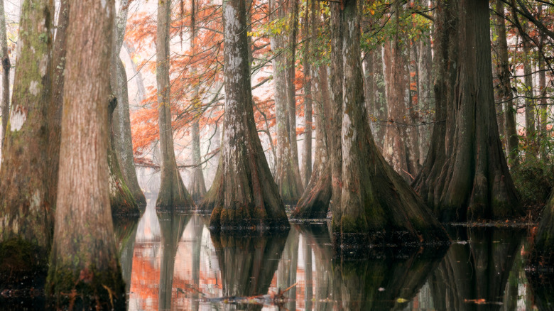 View of beautiful bald cypress trees growing out of the water in the fall at Chicot State Park, Louisiana, US
