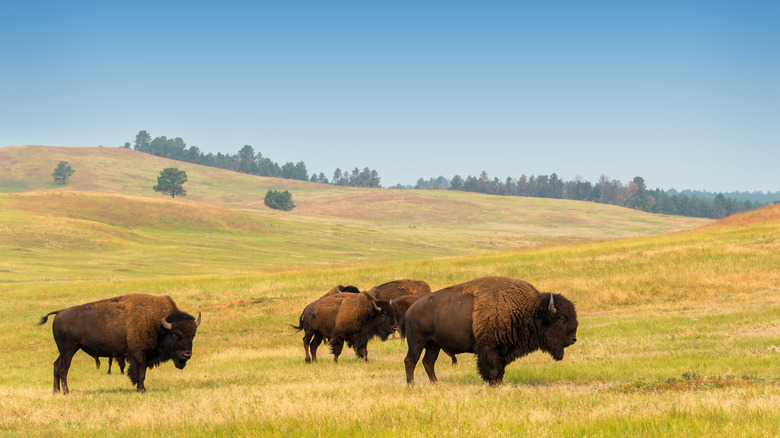View of bison on the prairie in Custer State Park with a blue sky in the background
