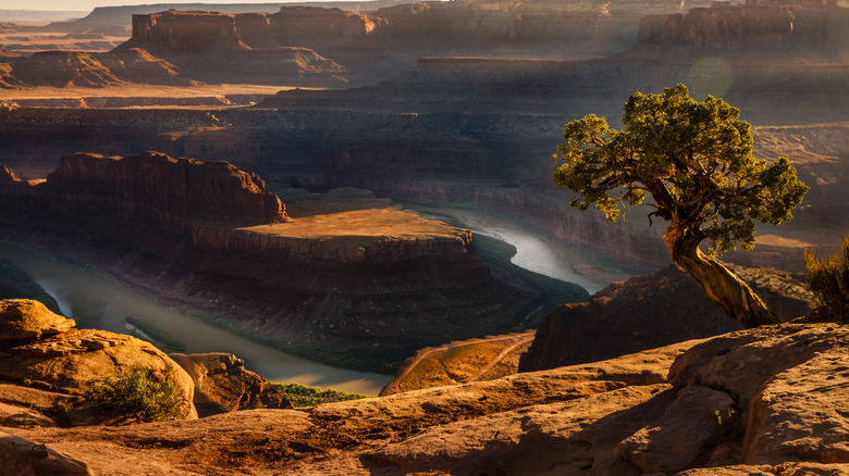 Stunning view of Dead Horse Point overlook with the Colorado River and red rock formations below, with a scrub tree on the right
