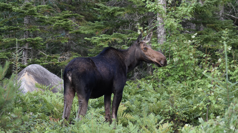 Close up of a moose in Baxter State Park, Maine