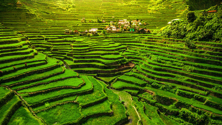 Rice terraces in Batad, Luzon, the Philippines