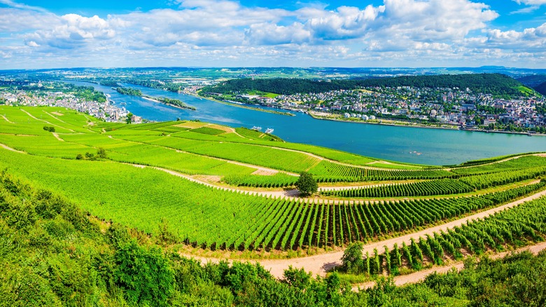 Vineyards along the Rhine with Rudesheim and Bingen in the distance