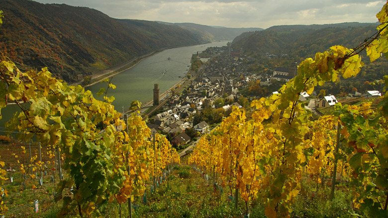 Vineyards above Oberwesel in autumn