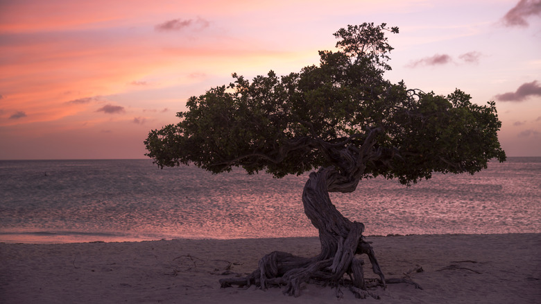 Divi Divi tree on Eagle Beach, Aruba during sunset