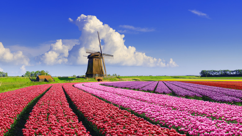 Colorful tulip fields and a windmill in Schermerhorn, the Netherlands